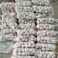 China normal white garlic wholesale price, fresh garlic new crop export